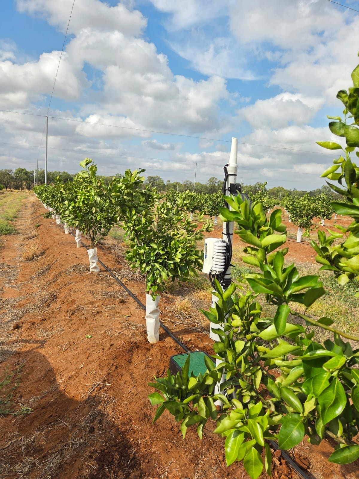 Horticulture Solution — in field